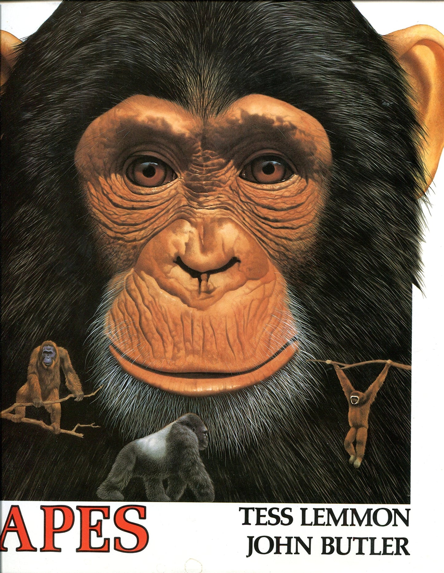 Apes