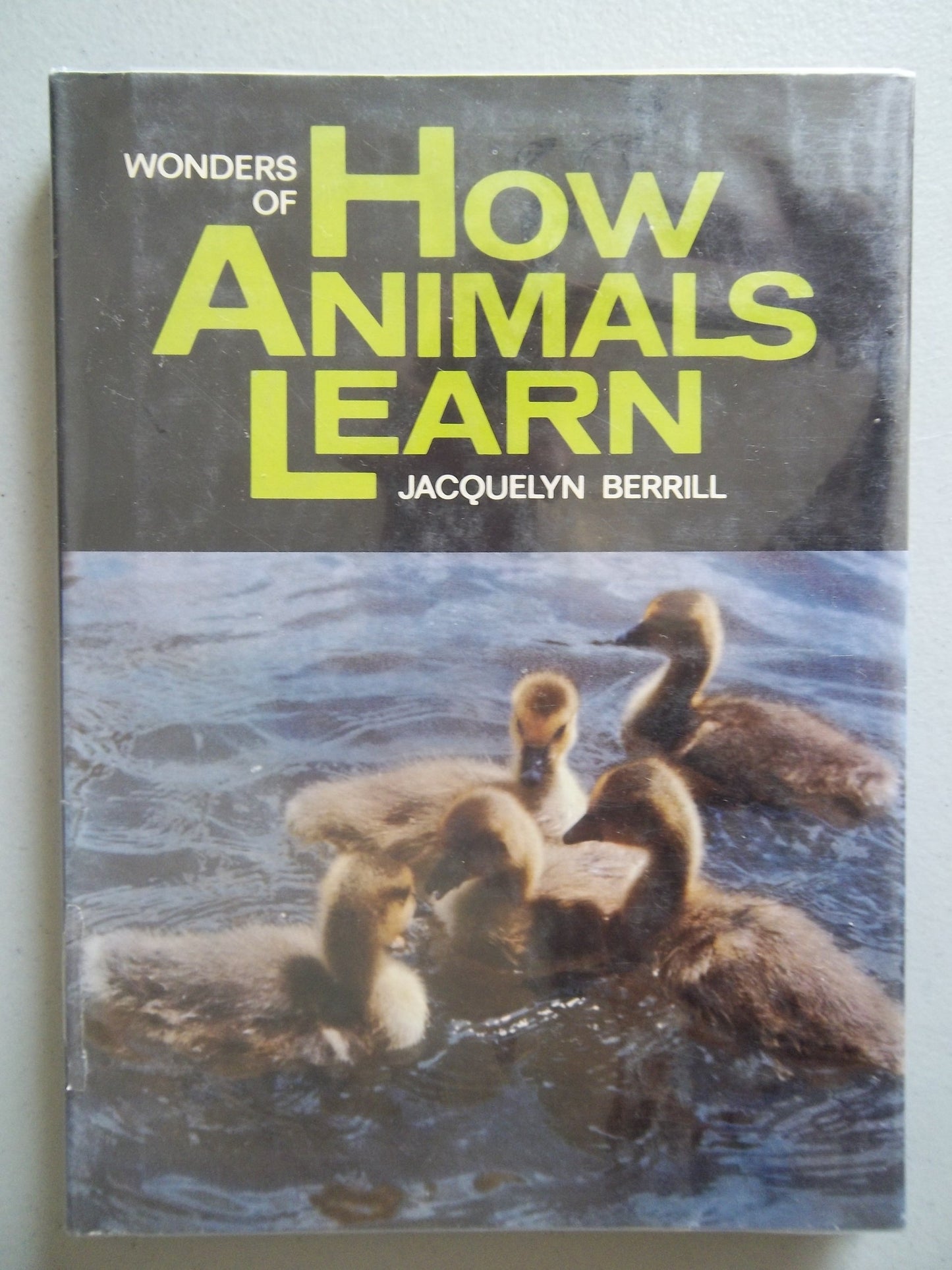 Wonders of how animals learn