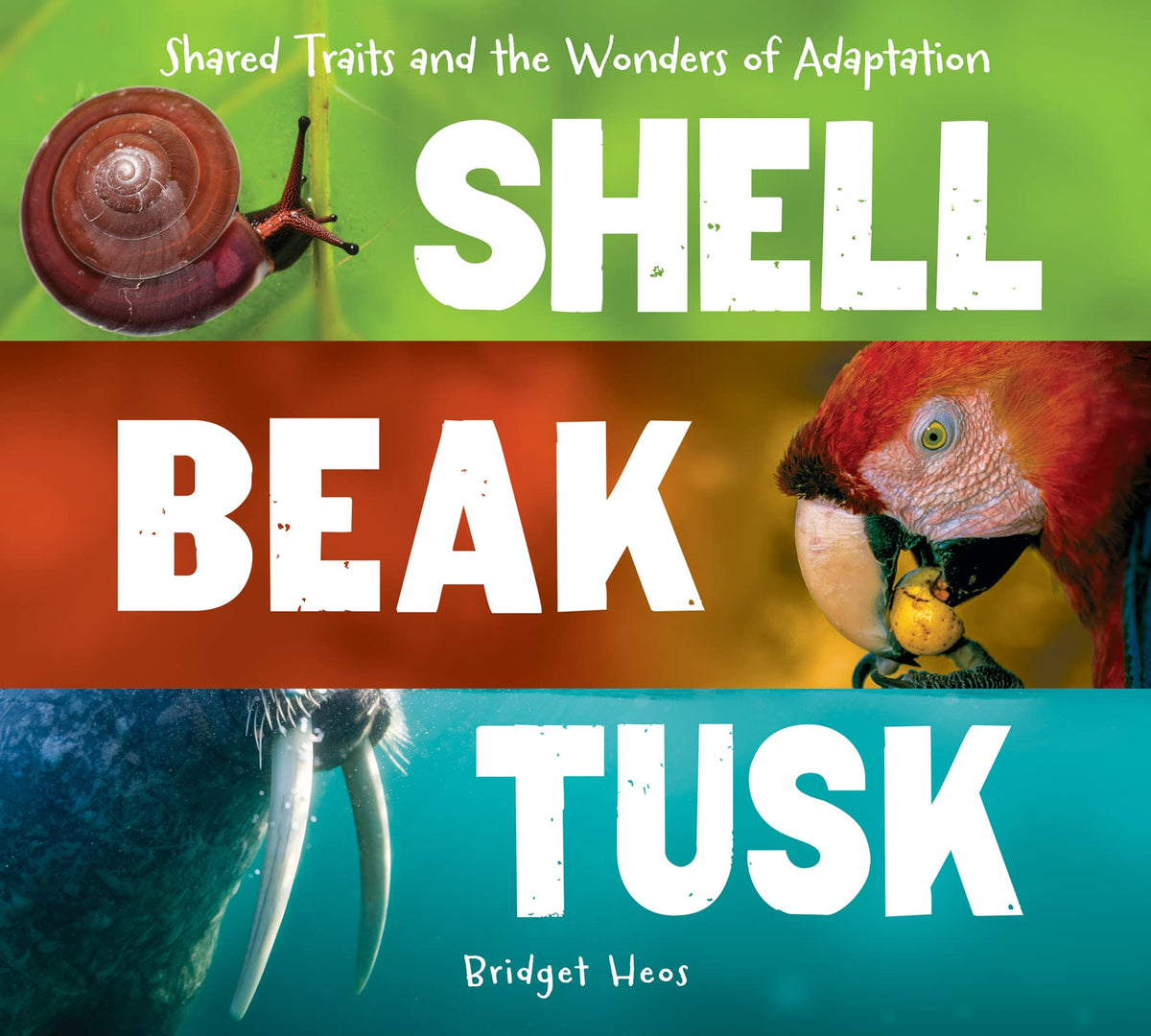 Shell, Beak, Tusk: Shared Traits and the Wonders of Adaptation – An Illustrated Guide to Convergent Evolution and Animals for Kids (Ages 6-9)