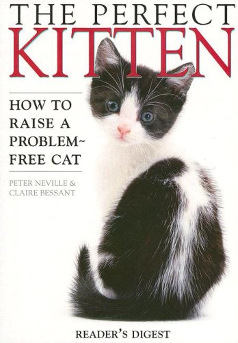 The Perfect Kitten