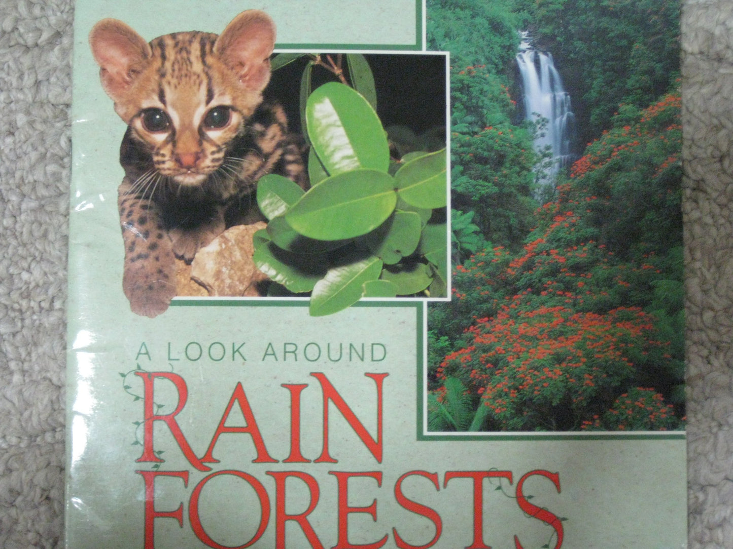 Look Around Rain Forests