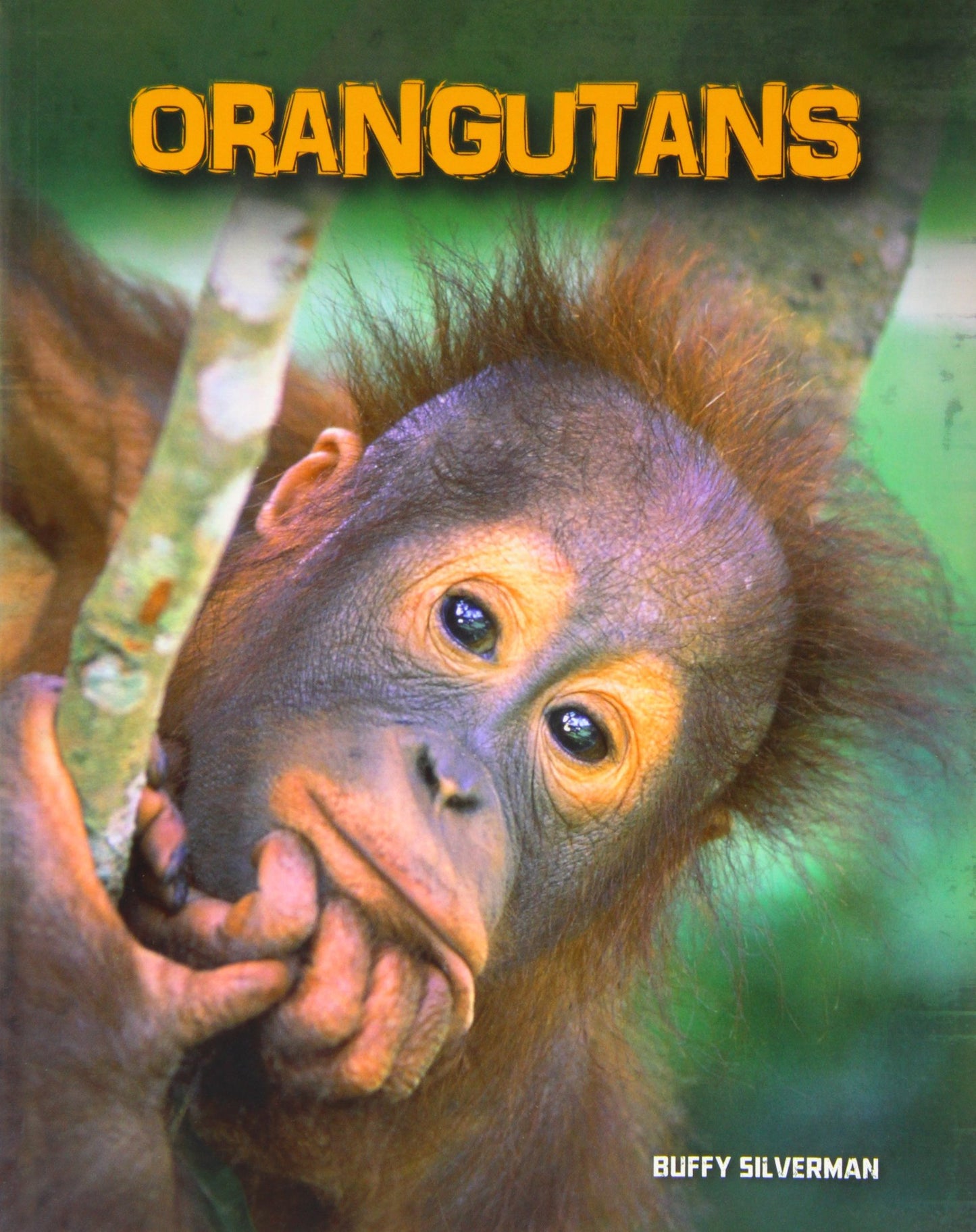 Orangutans (Living in the Wild: Primates)