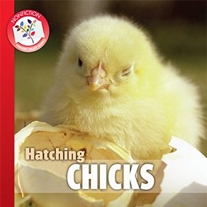 Hatching Chicks
