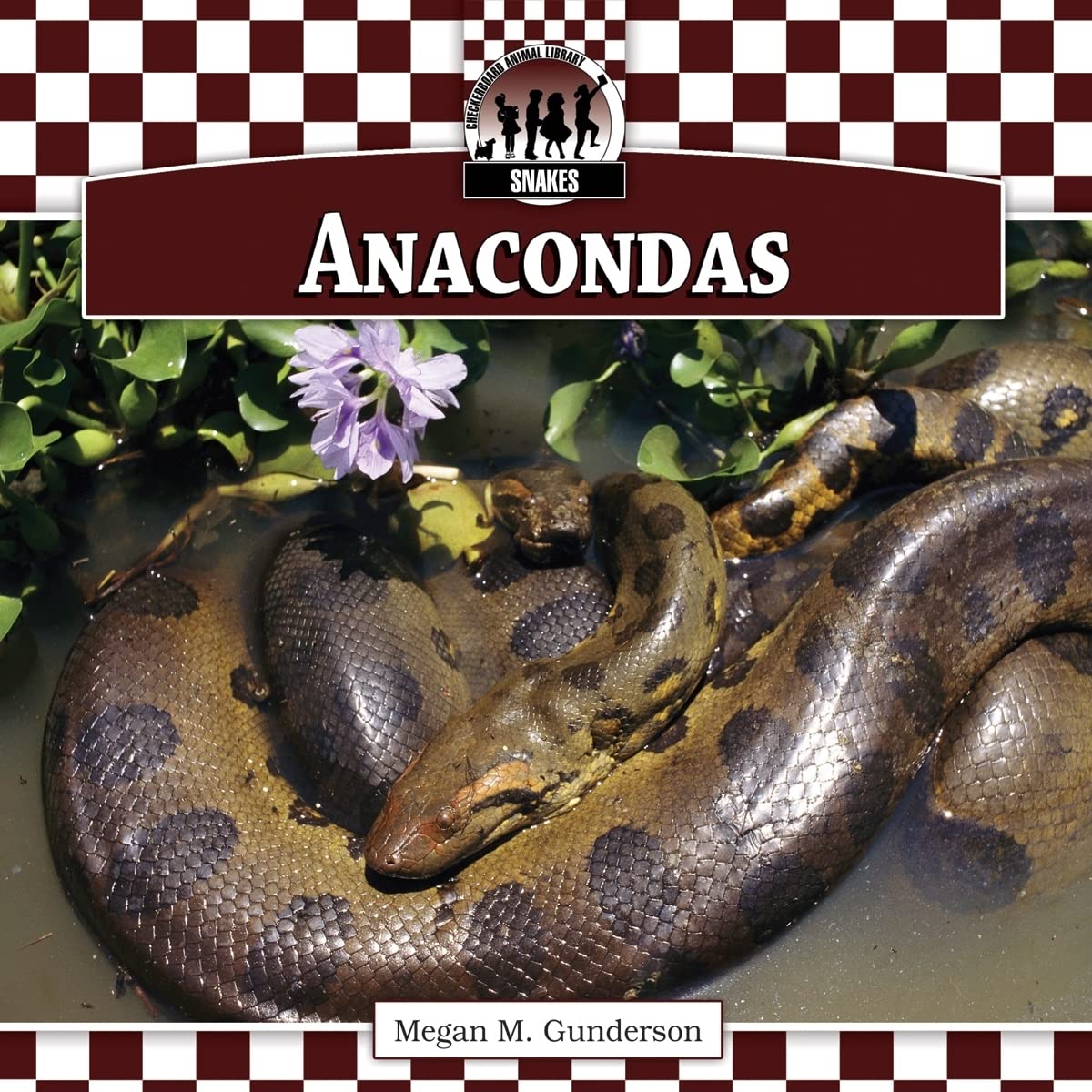 Anacondas (Snakes)