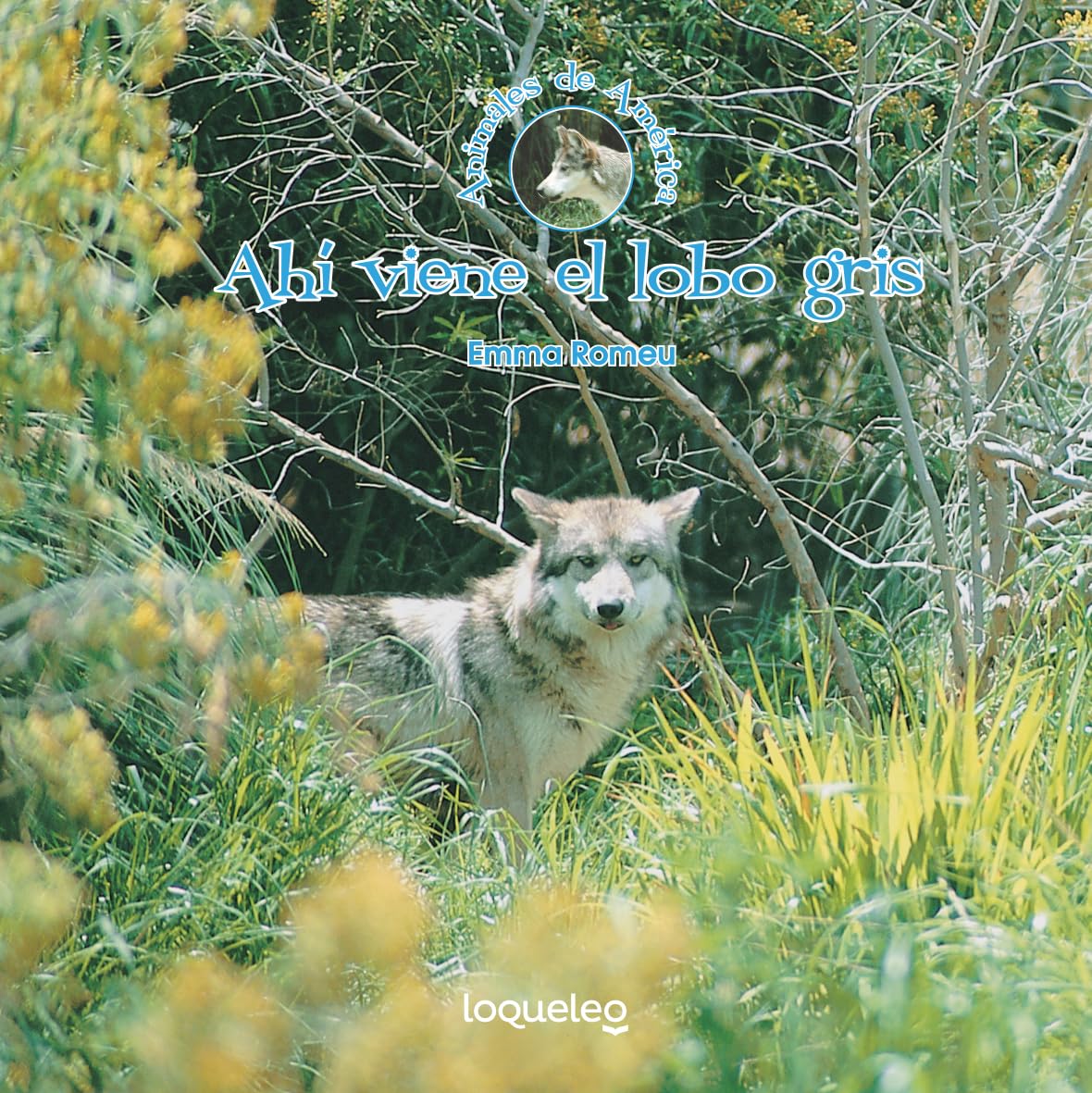 Ahí viene el lobo gris / Here Comes the Gray Wolf (Spanish Edition) (Animales de America / Animals of the Americas)
