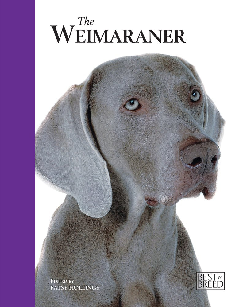 The Weimaraner (Best Of Breed)