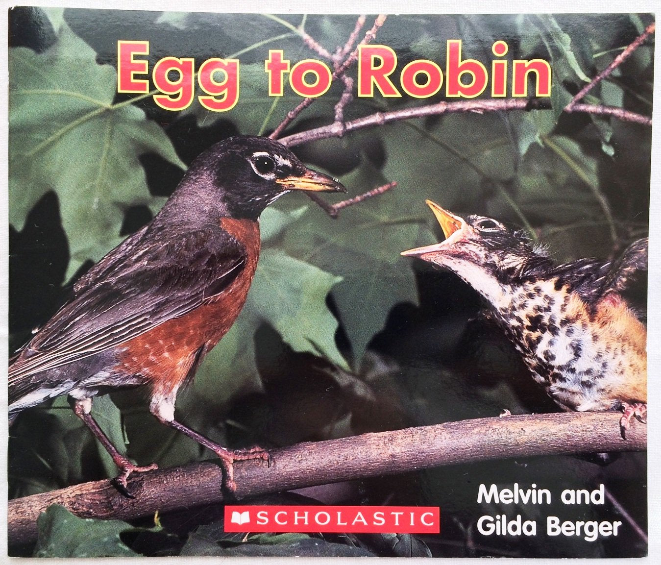 Egg to Robin