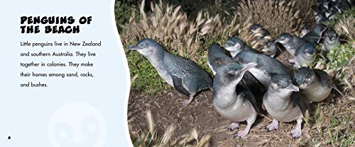 Little Penguins