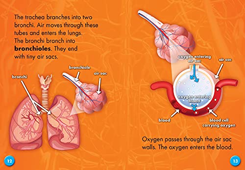 The Respiratory System (Your Body Systems: Blastoff! Readers, Level 3)