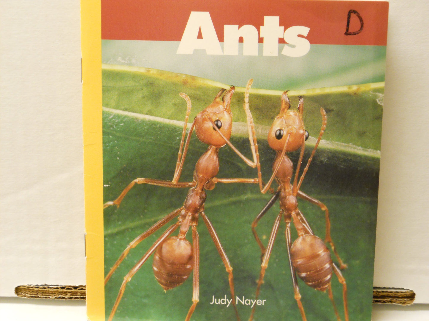Ants