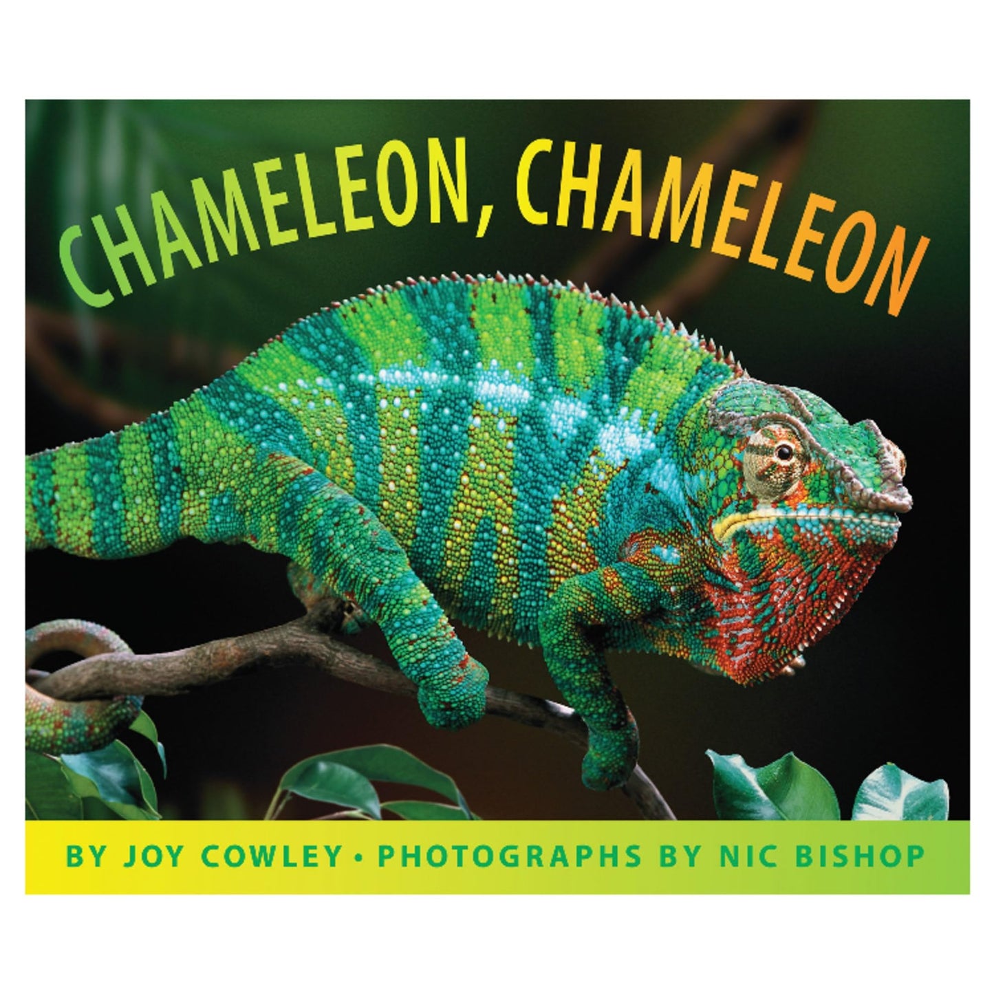 Chameleon, Chameleon