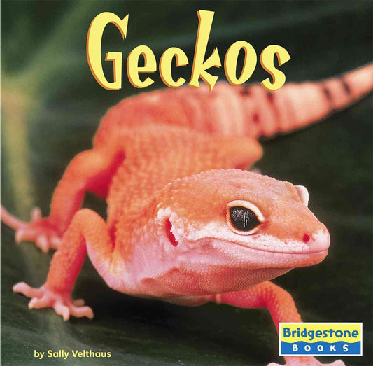 Geckos (World of Reptiles)