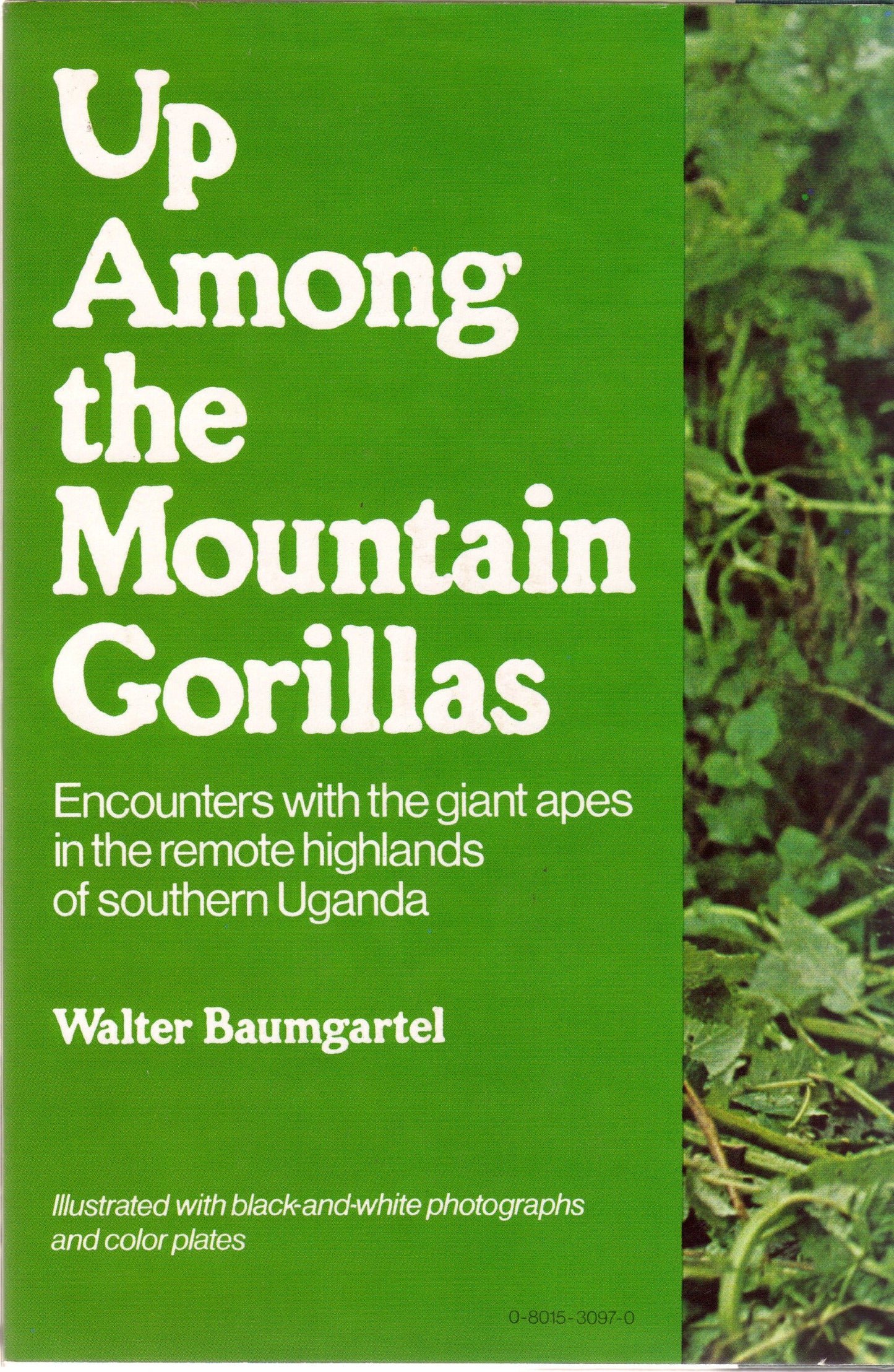 Up Among the Mountain Gorillas