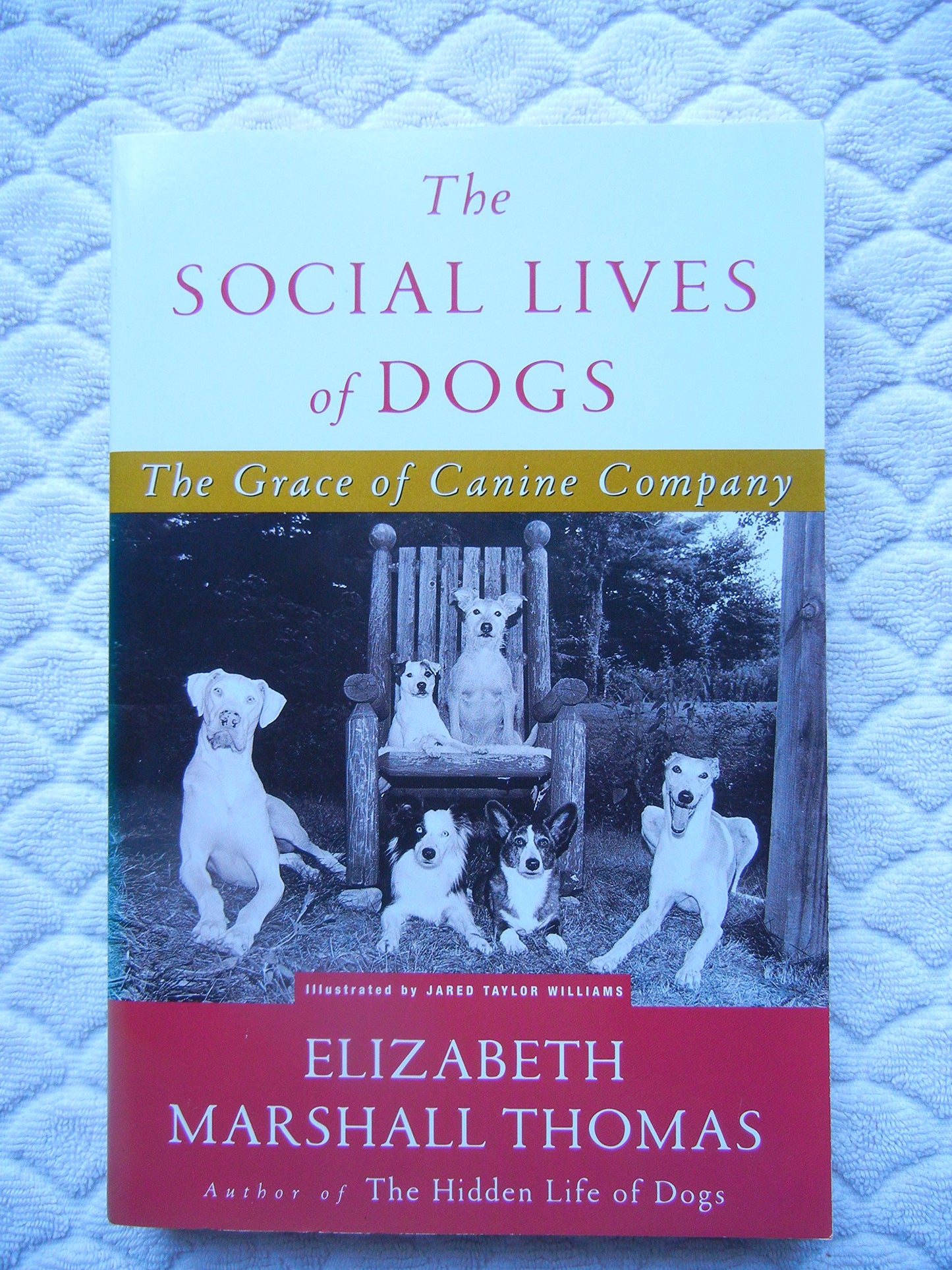 The Social Life of Dogs: The Grace of Canine Company