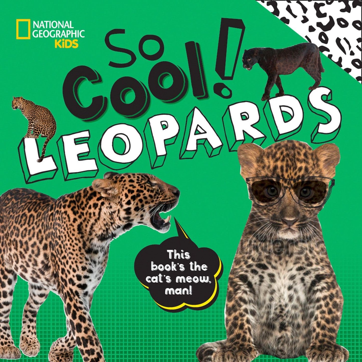 So Cool! Leopards (So Cool/So Cute)