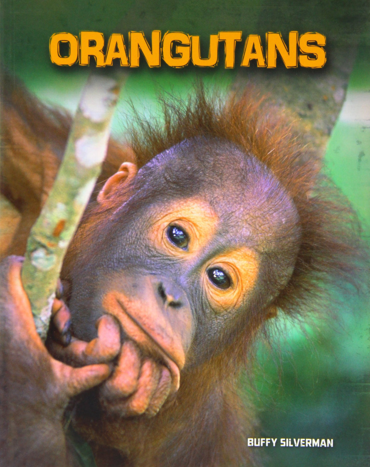 Orangutans (Living in the Wild: Primates)