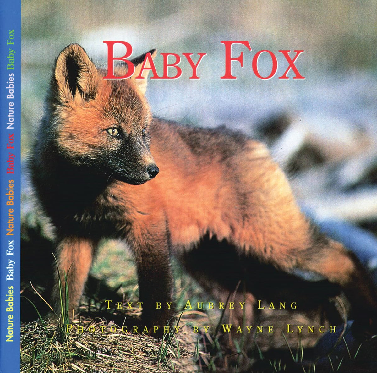 Baby Fox (Nature Babies)