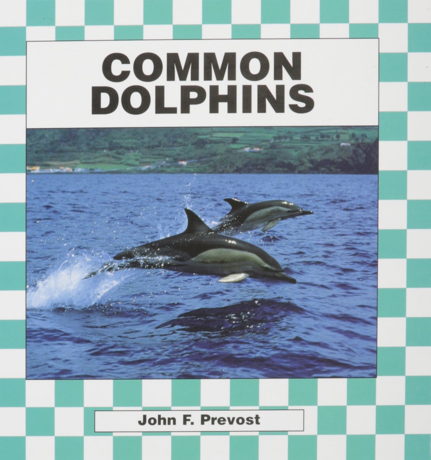 Common Dolphins