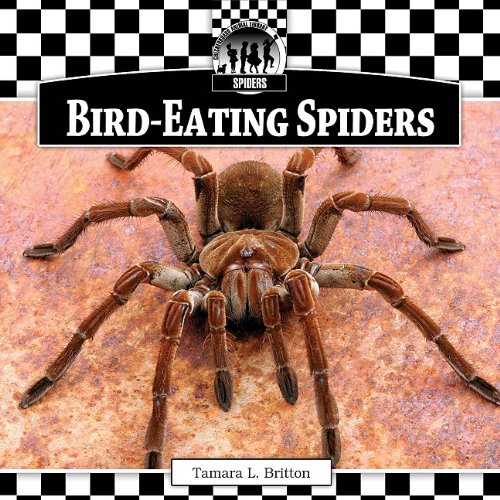 Bird-eating Spiders