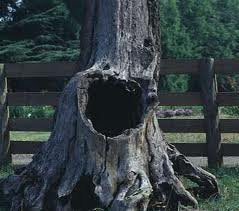A Home in a Tree