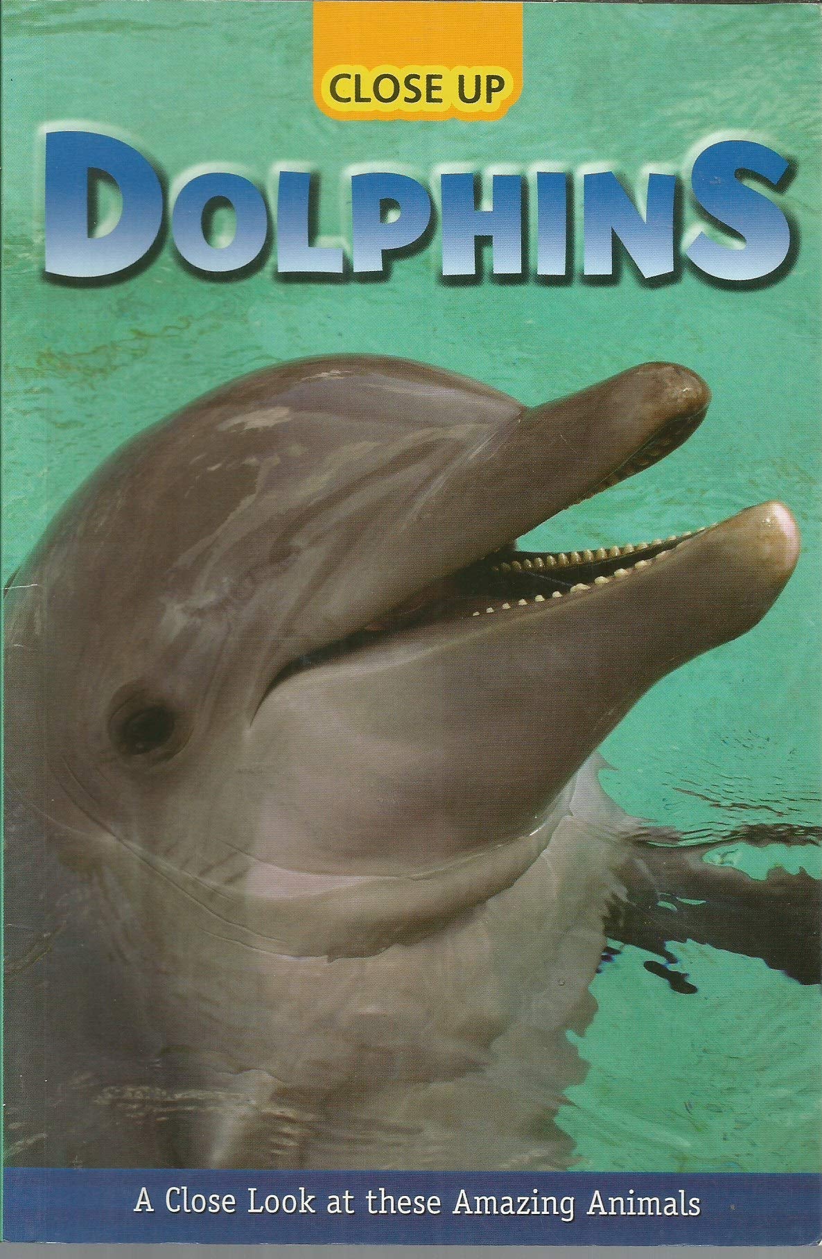 Close up Dolphins