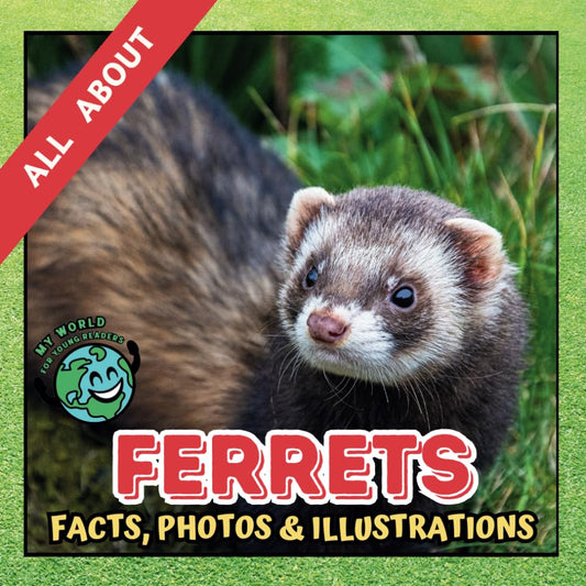 All about Ferrets | Facts, Photos and Illustrations: A Picture Book for Kids and Toddlers | Screen-Free Infotainment (MY WORLD for YOUNG READERS)
