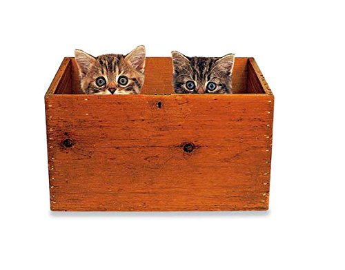 Furry Kittens (Feels Real Books)