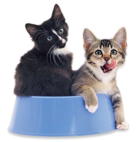 Furry Kittens (Feels Real Books)