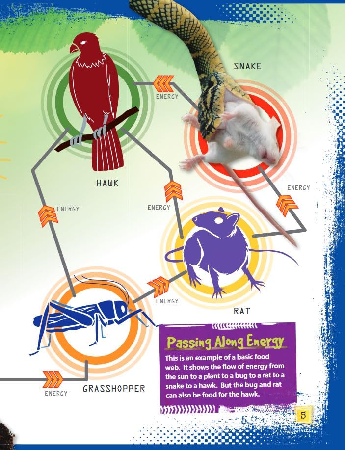 Teacher Created Materials - Science Readers: Content and Literacy: Food Webs - Grade 3 - Guided Reading Level P