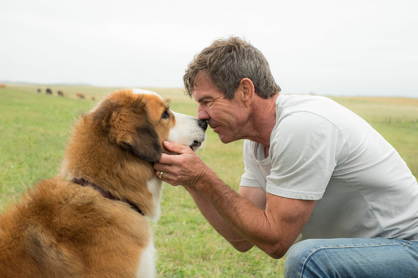 A Dog's Purpose [DVD]