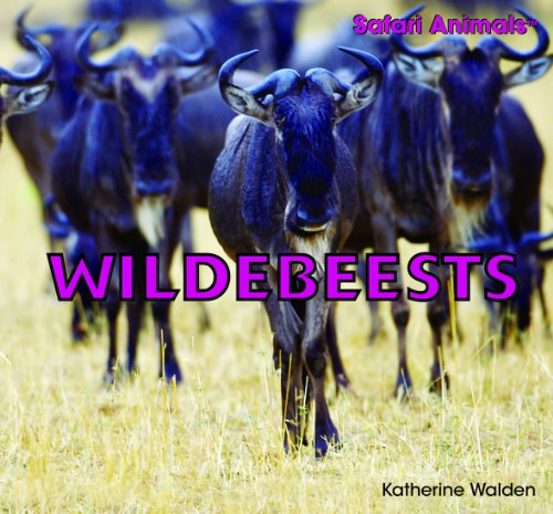 Wildebeests (Safari Animals)