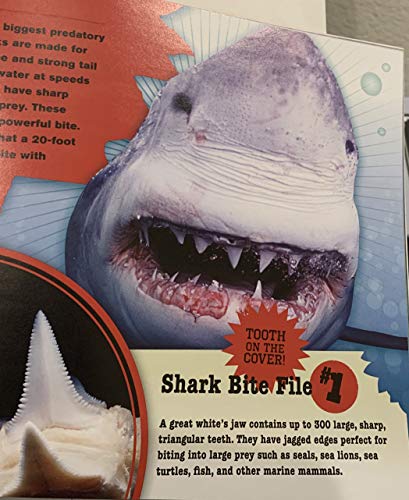 Sink Your Teeth Into Sharks: Peek Inside the Jaws of 20 Awesome Predators
