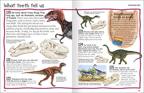 Fantastic Animal Facts