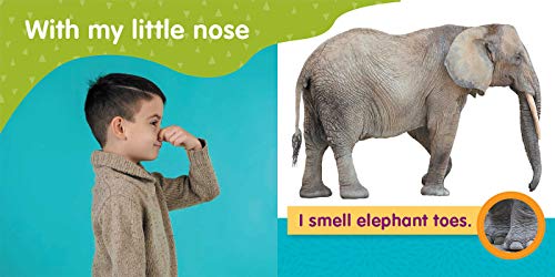 With My Little Nose (My First Senses Book) (MY FIRST BOOK OF)