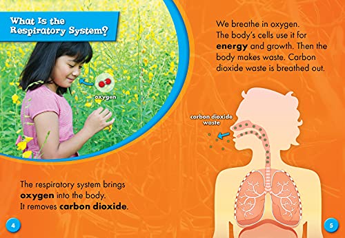 The Respiratory System (Your Body Systems: Blastoff! Readers, Level 3)