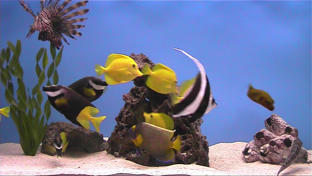 Plasmaquarium Aquarium