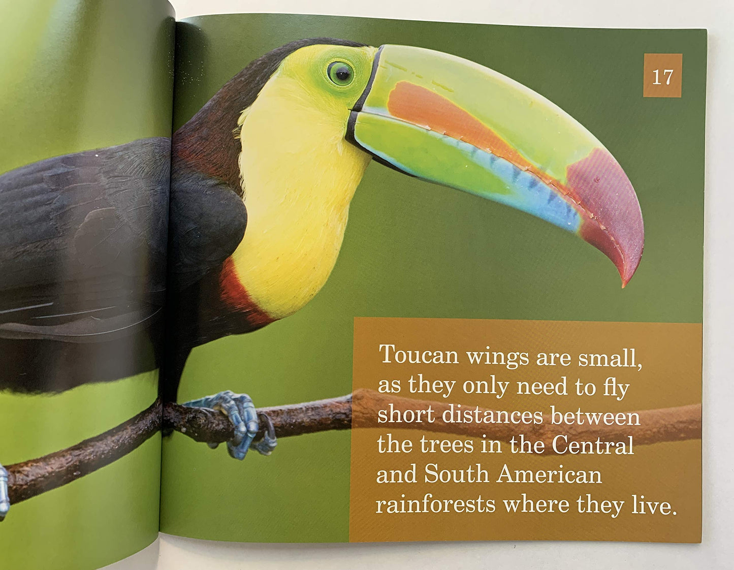 Going to the Rainforest