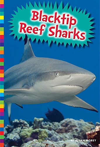 Blacktip Reef Sharks - 7113