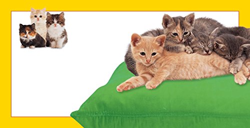 Furry Kittens (Feels Real Books)