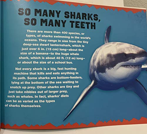 Sink Your Teeth Into Sharks: Peek Inside the Jaws of 20 Awesome Predators