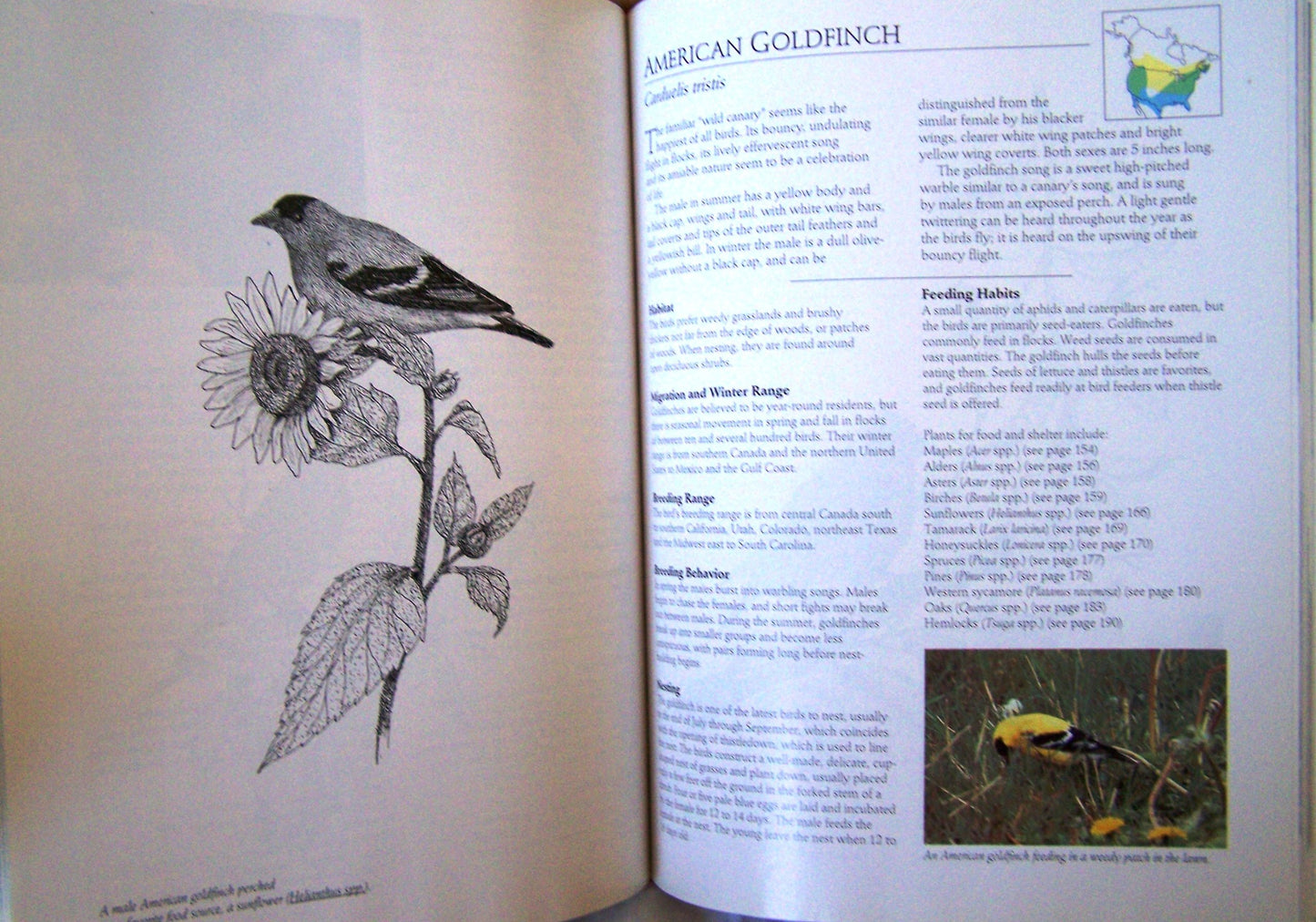 Birdscaping Your Garden: A Practical Guide to Backyard Birds and the Plants That Attract Them