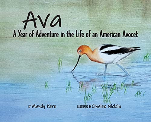 Ava: A Year of Adventure in the Life of an American Avocet