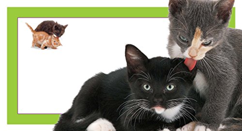 Furry Kittens (Feels Real Books)