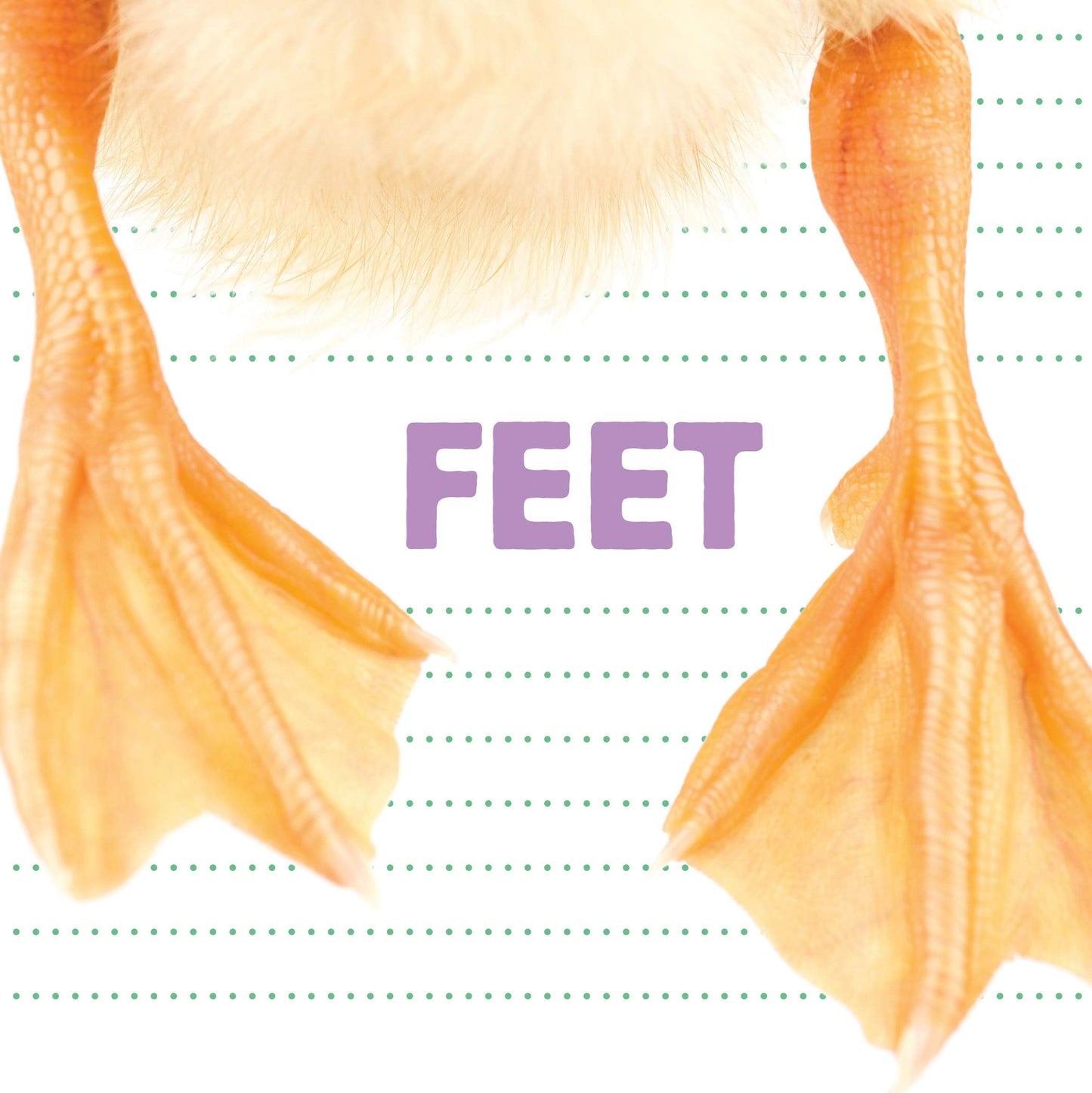 Feet (Whose Is It?) - 5968