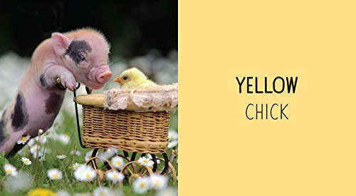 Pocket Piggies Colors!: Featuring the Teacup Pigs of Pennywell Farm